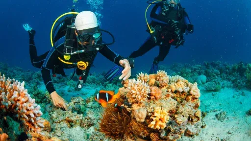 Diving & snorkeling the Catalina Islands