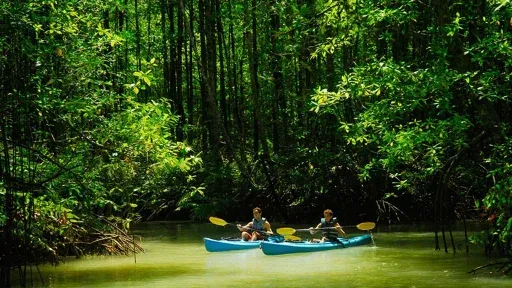 Mangrove kayaking, Río Nandamojo