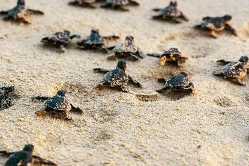 Sea turtle hatchery & releases